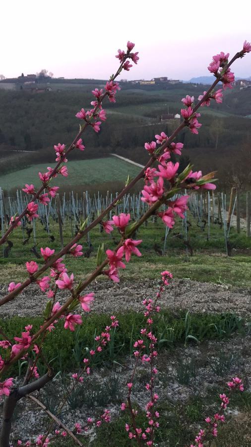 Cascina Baresane Alba (Piedmont)
